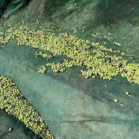 Gospodarstwo agroturystyczne Podere Pansera *