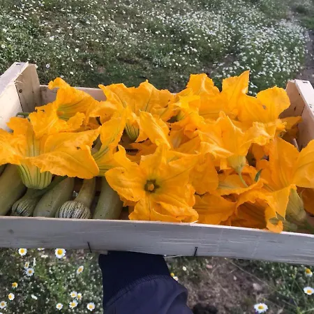 Podere Pansera * Petrizzi