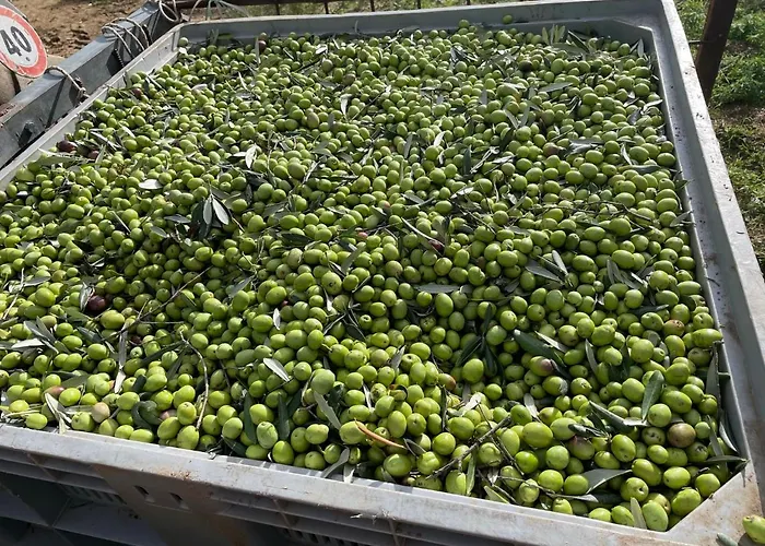 Podere Pansera Alojamento de Turismo Rural *