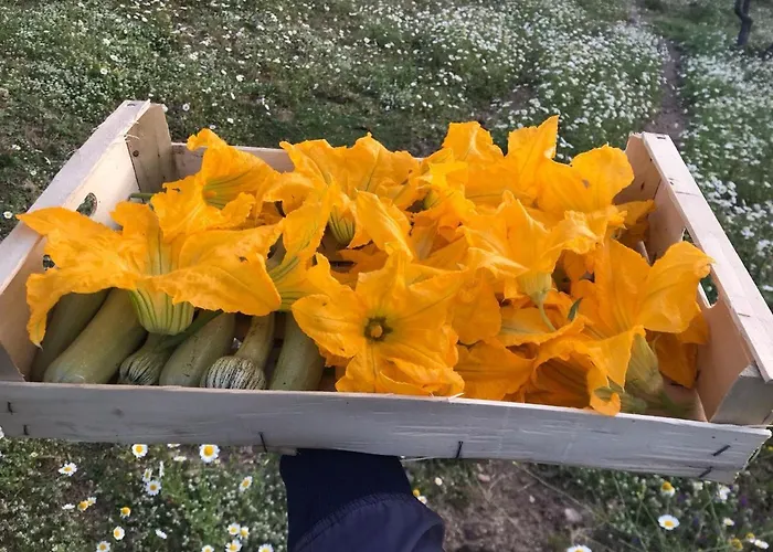 Podere Pansera * Petrizzi